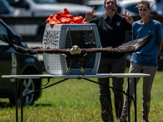 A Bald Eagle flies free