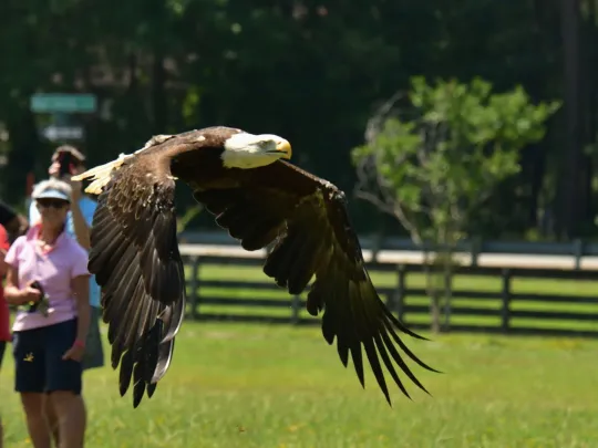 A Bald Eagle takes flight