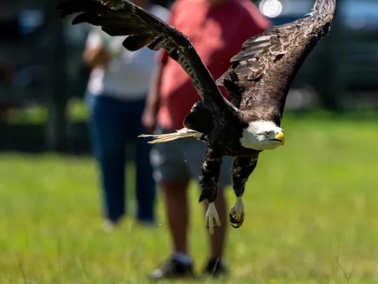 A Bald Eagle flies free