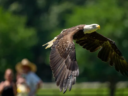 A Bald Eagle flies free