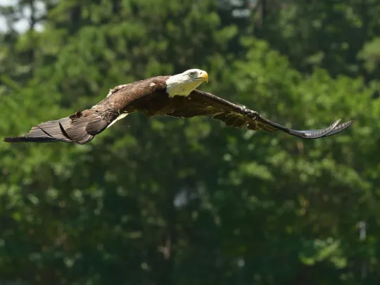 A Bald Eagle takes flight