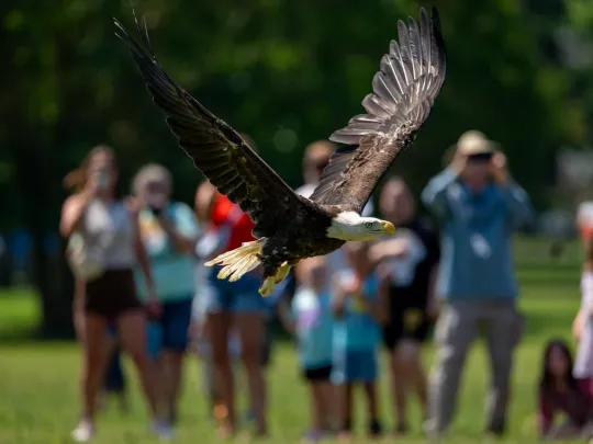 A Bald Eagle flies free