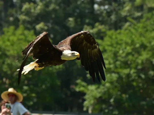 A Bald Eagle takes flight