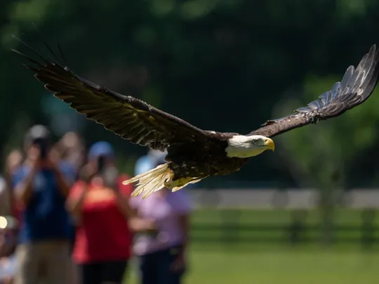 A Bald Eagle flies free