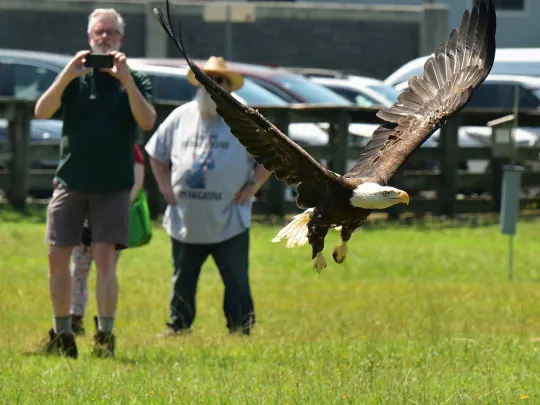 A Bald Eagle takes flight