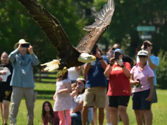 A Bald Eagle takes flight