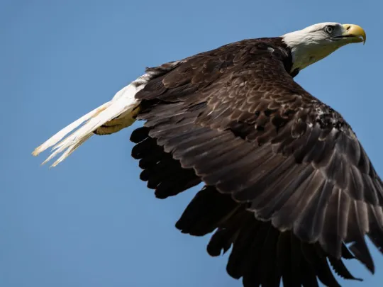 A Bald Eagle flies free