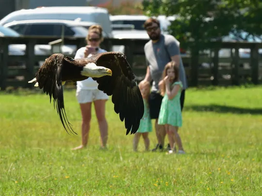 A Bald Eagle takes flight