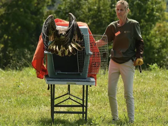 Wildlife Center President Meg releases a Bald Eagle from a crate. 