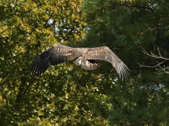 a hatch-year bald eagle flies free