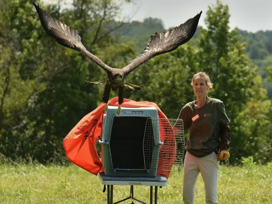 Wildlife Center President Meg releases a Bald Eagle from a crate. 