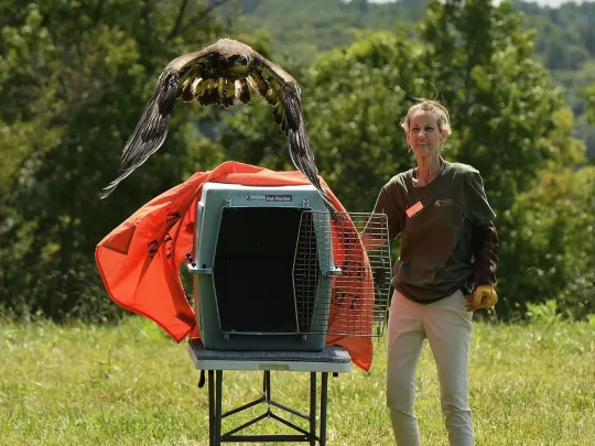 A hatch-year Bald Eagle takes flight