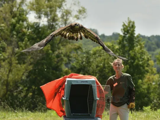 a hatch-year bald eagle flies free