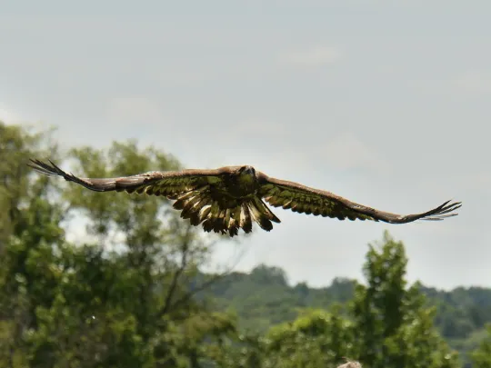 a hatch-year bald eagle flies free