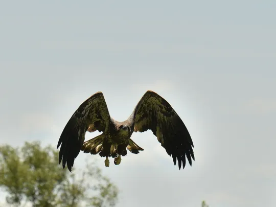 a hatch-year bald eagle flies free