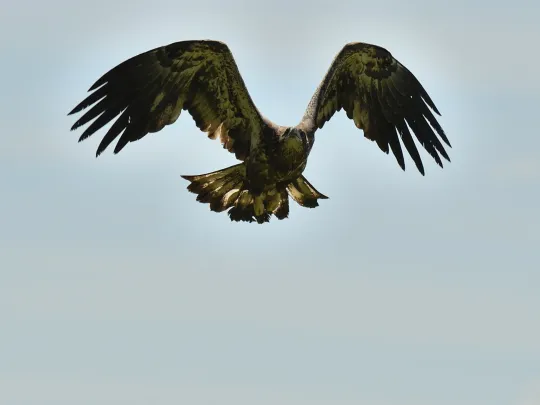 a hatch-year bald eagle flies free