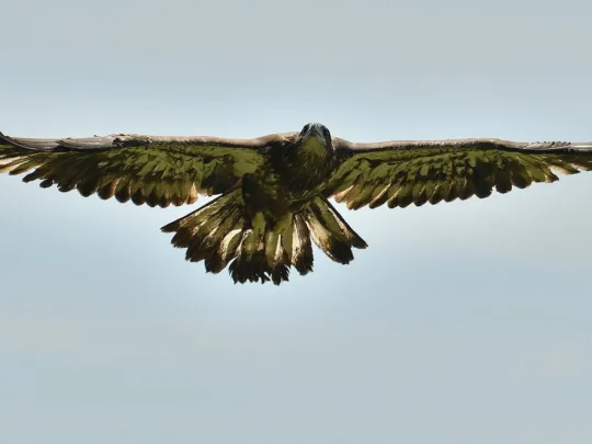 a hatch-year bald eagle flies free
