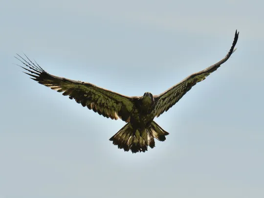 a hatch-year bald eagle flies free