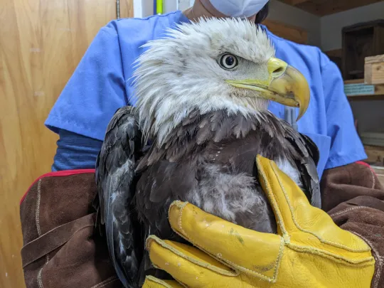 Bald Eagle being held by vet staff for treatment 