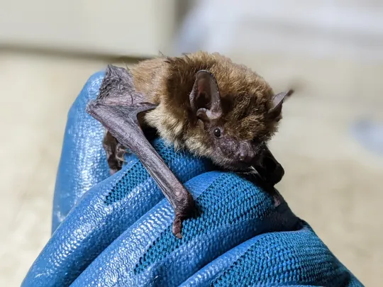 A Brown Bat resting on the tip of glove 