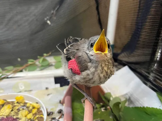 A young Mockingbird with a bandage on its wing. The bird's mouth is open, asking for food.  