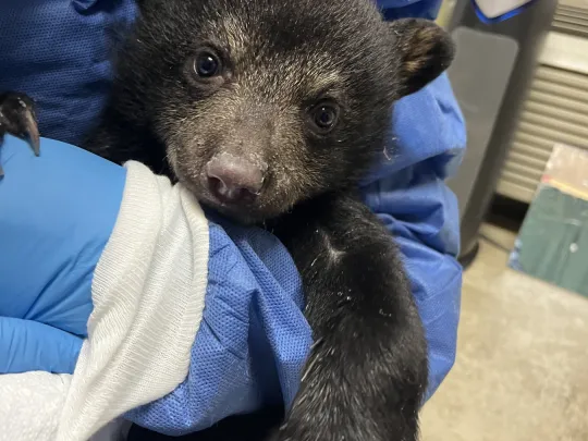 A Black Bear cub being held while it is bottle fed