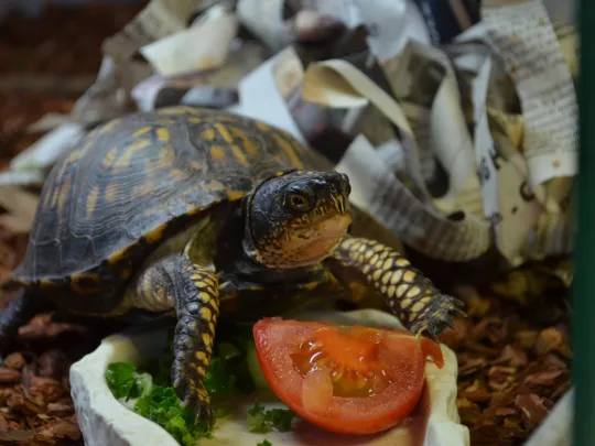 Woodland Box Turtle eating from a small bowl of veggies