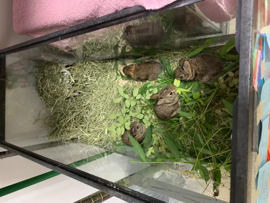 A group of cottontail patients eating mixed greens 
