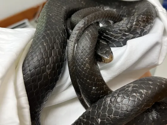Eastern Ratsnake coiled up while receiving an exam