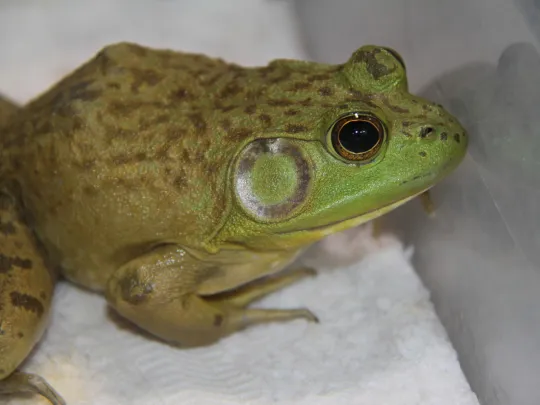 Up close view of an American Bullfrog patient