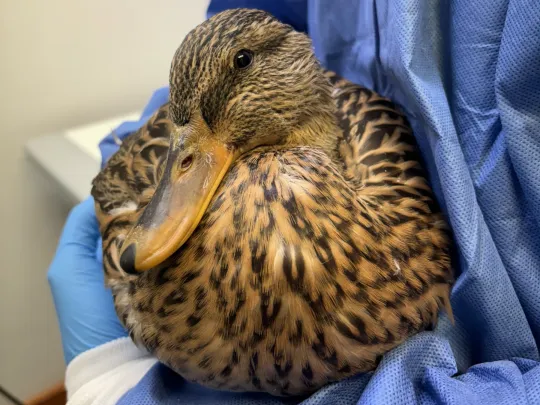 Mallard being held by the vet team during an intake exam