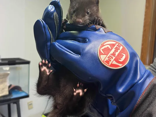 Mink being held during an exam