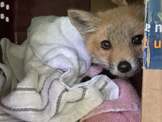 Red Fox peeking out from inside a box
