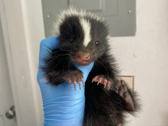Baby skunk being held for an exam