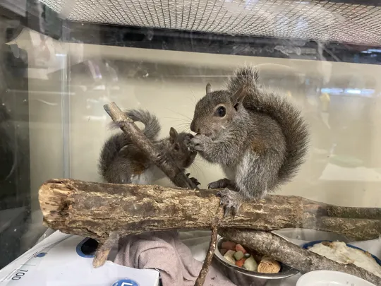 Squirrels chowing down on mixed nuts in their enclosure 