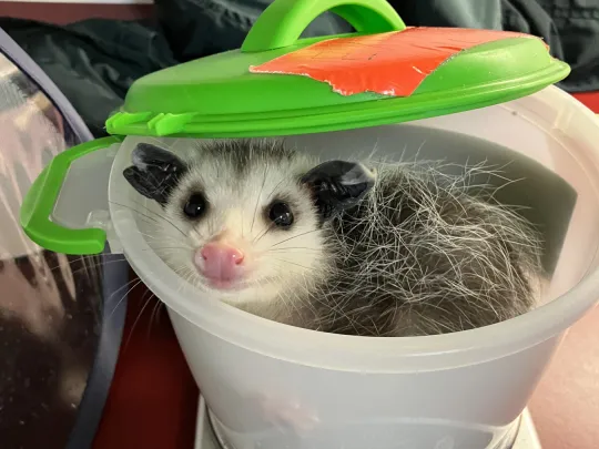 Juvenile opossum being weighed
