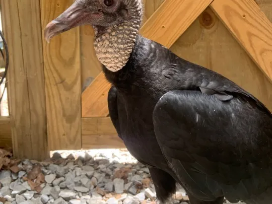 Black Vulture standing next to the door in its enclosure