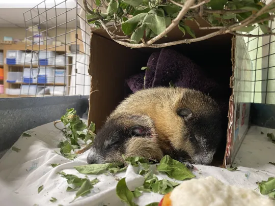 Two woodchucks cuddled up together in their enclosure 