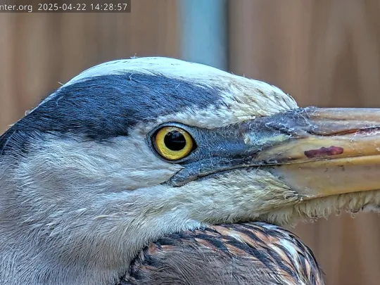Close up view of the heron's face