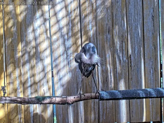 Heron sitting on a perch in its enclosure