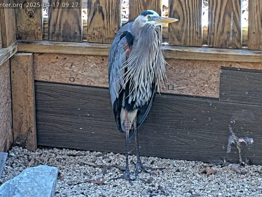 Heron standing still in corner of the enclosure