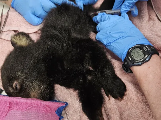 Vet staff performing blood draw 