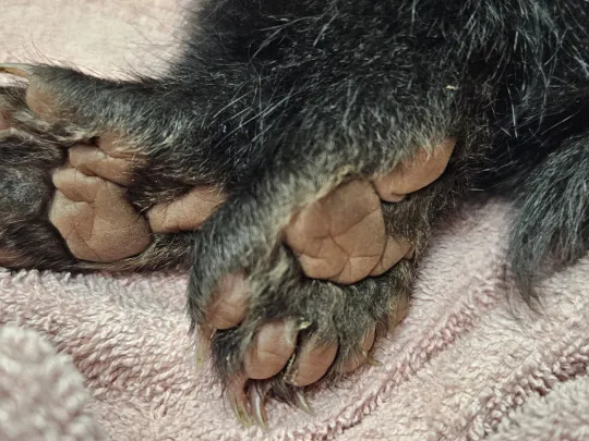 Close up of the bear cub's paw 