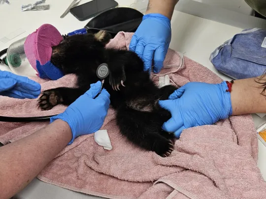 Vet staff listening to the cub's heartbeat 
