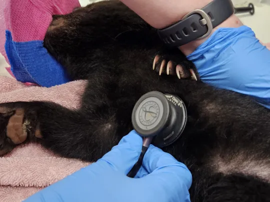 Vet staff listening to the cub's heartbeat 