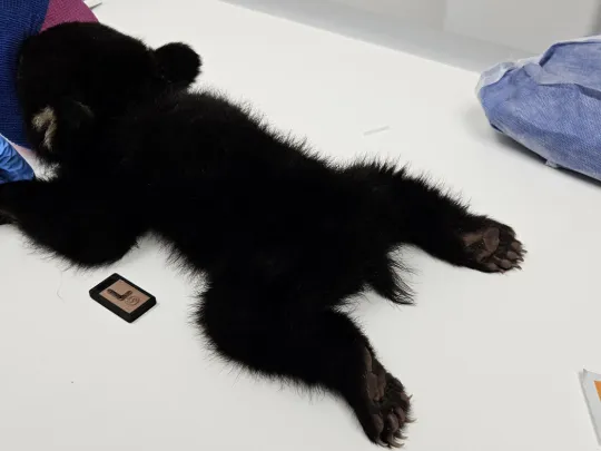 Taking radiographs of bear cub