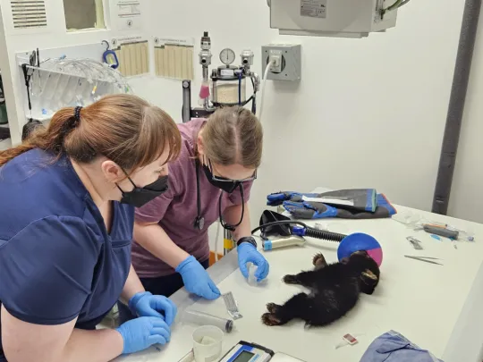 Vet team starting exam 