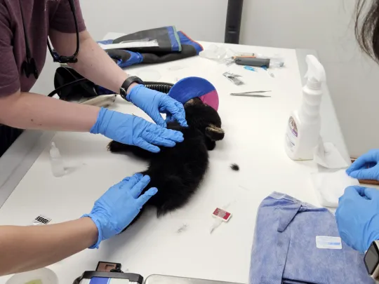 Vet team performing physical 