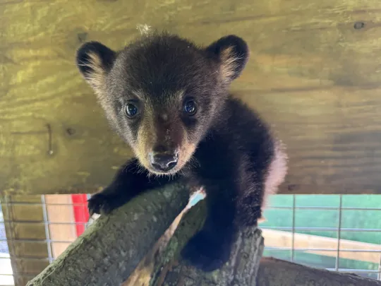 Black Bear cub 25-1199 climbing in LMI