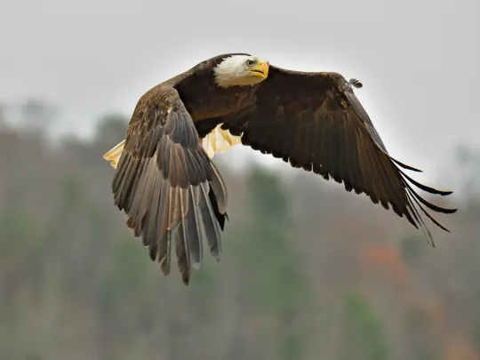 Photo by Woody Mallory